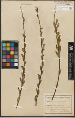 Foto von Salix purpurea L.